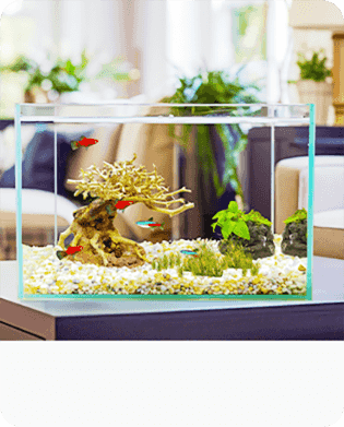 2-IN-1 Efficient Algae Remover