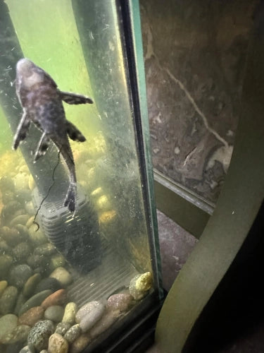 2-IN-1 Efficient Algae Remover