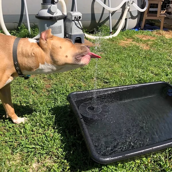 Solar Powered Fountain